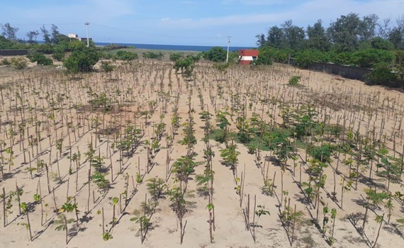 3000 drzew posadzonych w Mahabalipuram, w Tamil Nadu