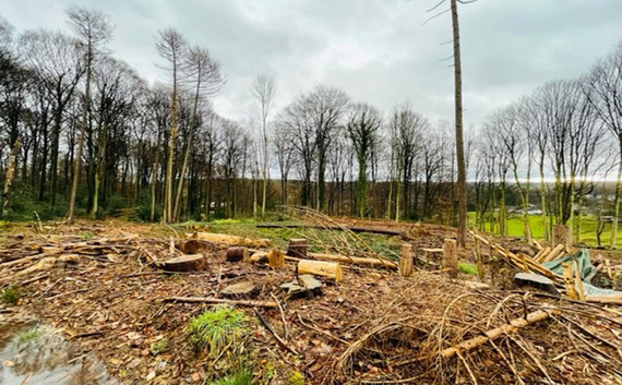Zniszczony obszar leśny w Herrenstrunden